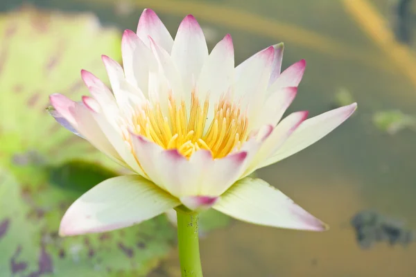 Λευκό lotus — Φωτογραφία Αρχείου