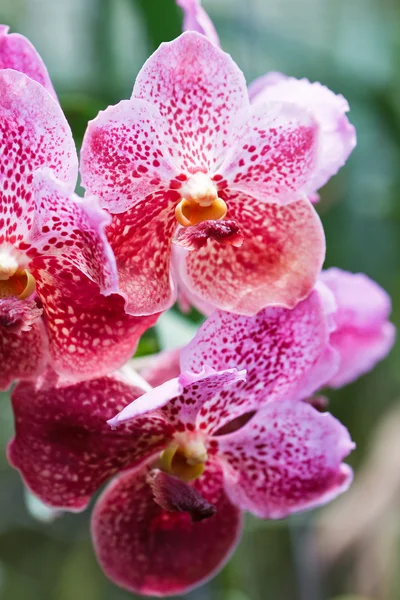 Close-up van orchidee bloem — Stockfoto