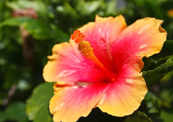 Hibiszkusz virág pollen. Jogdíjmentes Stock Fotók