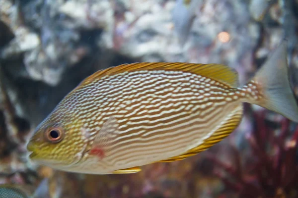 Foto av en tropisk fisk — Stockfoto