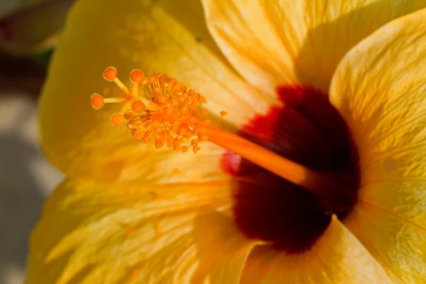 Hibiskusblütenpollen. — Stockfoto