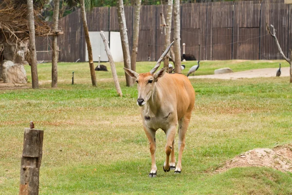 Derr in thailand — Stock Photo, Image