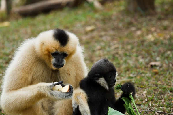 Gibbons είναι στο ζωολογικό κήπο — Φωτογραφία Αρχείου