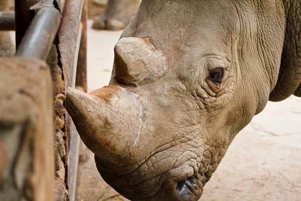Cabeça de rinoceronte . — Fotografia de Stock
