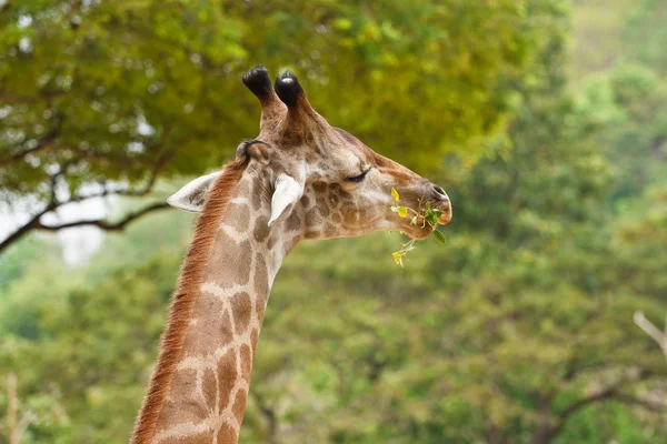 Primo piano colpo di testa di giraffa — Foto Stock