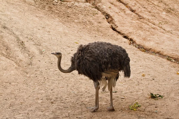Ostrich in the zoo. — Stock Photo, Image