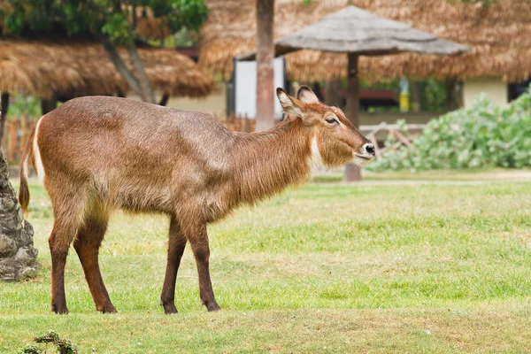 Derr in thailand — Stock Photo, Image