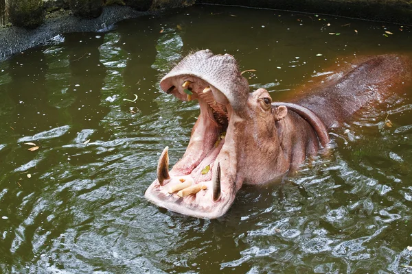 Hippopotamus open mouth — Stock Photo, Image