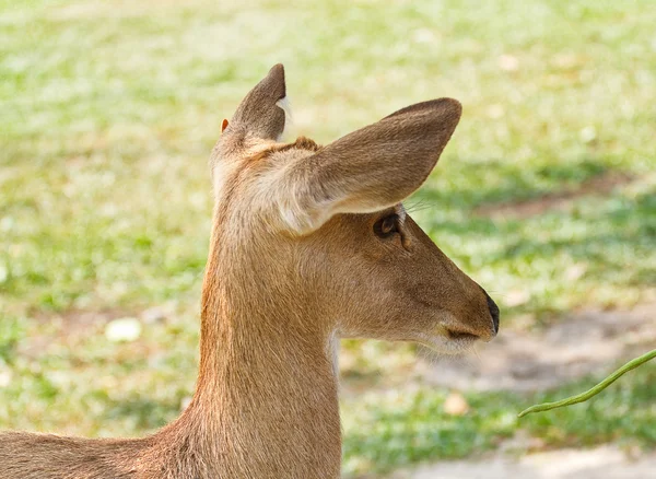 Veado no zoológico da Tailândia — Fotografia de Stock