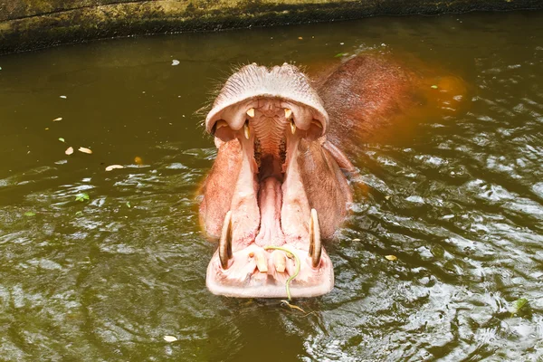 Ιπποπόταμος ανοιχτό το στόμα — Φωτογραφία Αρχείου