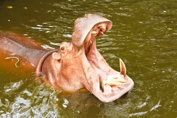 Hipopótamo boca aberta — Fotografia de Stock