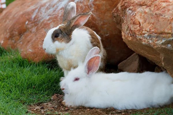 Kaninchen auf dem Rasen. — Stockfoto