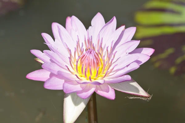 Lila Lotus. — Stockfoto