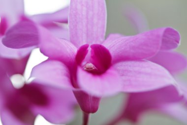 pembe orkide