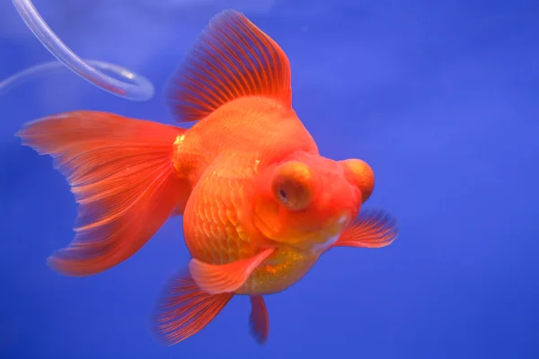 Goldfish in the aquarium. — Stock Photo, Image