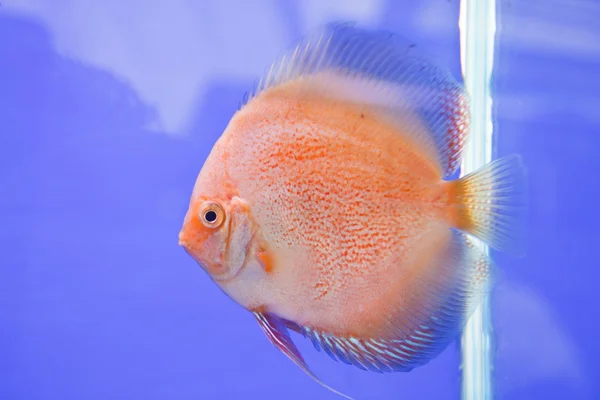 Discus риби — стокове фото
