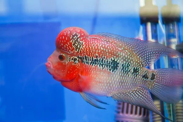 Flowerhorn cichlid vis in het aquarium — Stockfoto