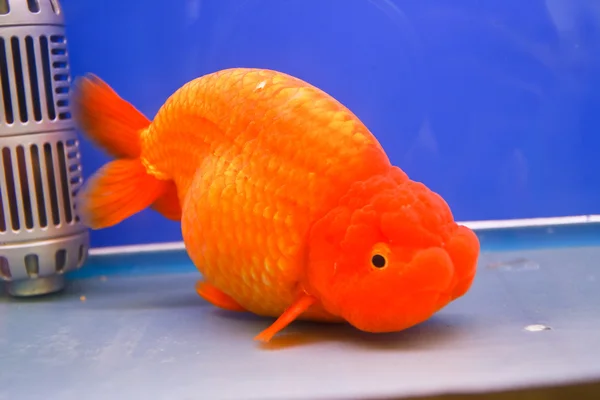 Guldfisk i akvariet. — Stockfoto