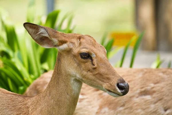 Tayland hayvanat bahçesinde geyik — Stok fotoğraf