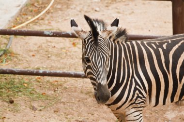 Zebra