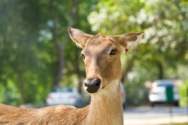 Jelen v zoologické zahradě Thajska — Stock fotografie