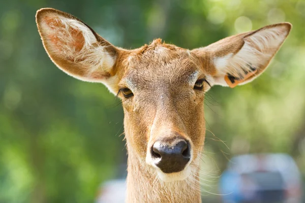 Deer in the zoo of thailand — Stock Photo, Image