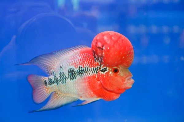 Flowerhorn cichlid ryby v akváriu — Stock fotografie