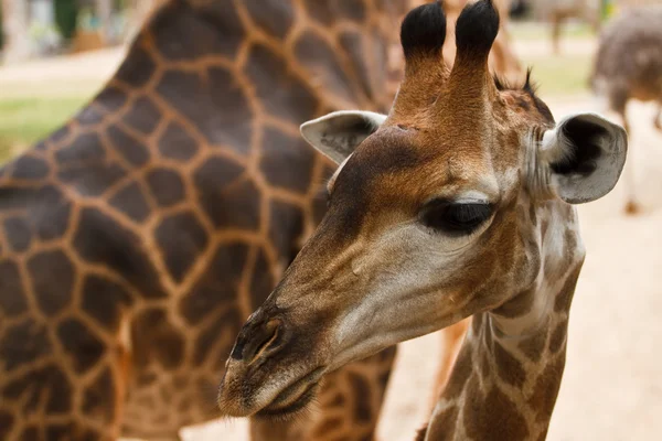 Primo piano colpo di testa di giraffa — Foto Stock