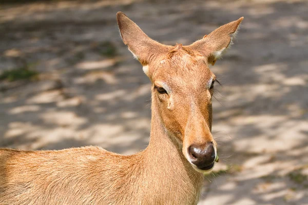 Deer in the zoo of thailand — Stock Photo, Image