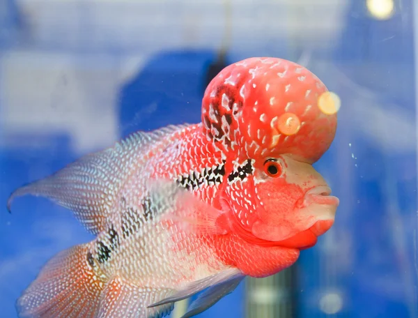 Flowerhorn cichlid ryby v akváriu — Stock fotografie