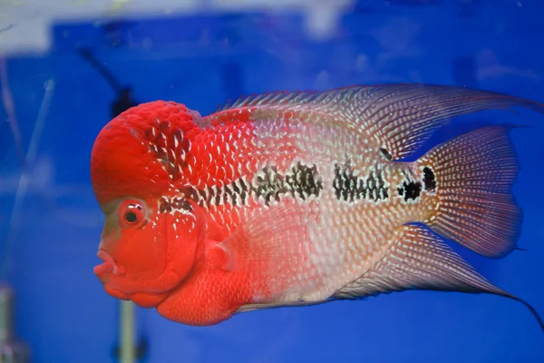 Flowerhorn cichlid vis in het aquarium — Stockfoto