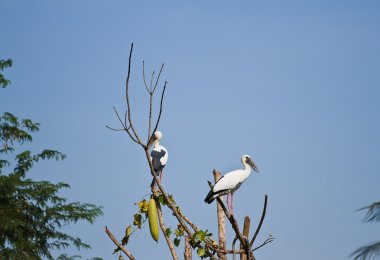 toprak dokular, Tayland