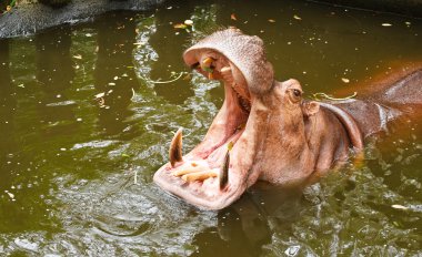 su aygırı ağzı açık