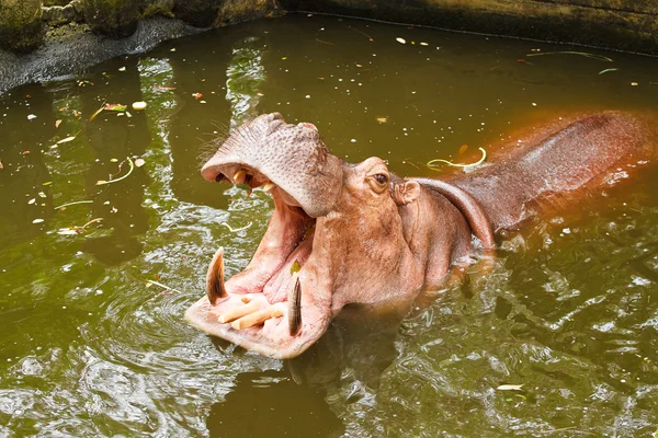 Hippopotamus open mouth — Stock Photo, Image