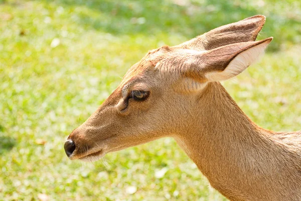 Jelenie w zoo w Tajlandii — Zdjęcie stockowe