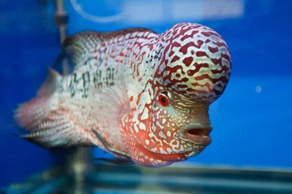 Flowerhorn çiklit balığı akvaryum — Stok fotoğraf