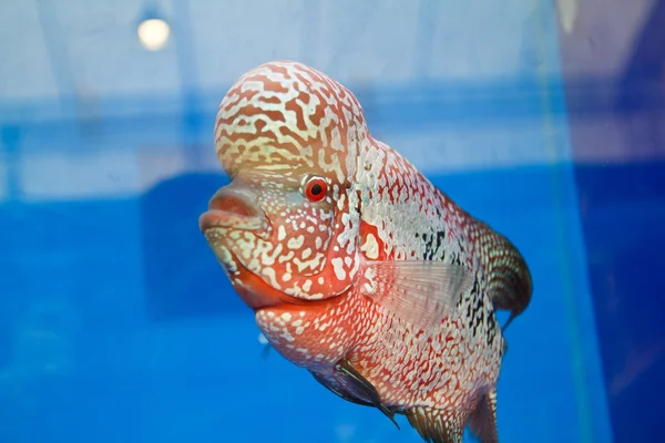 Flowerhorn cichlid ryby v akváriu — Stock fotografie