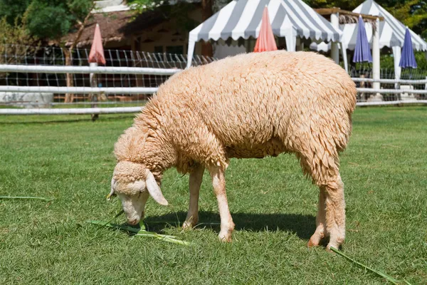 Pascolo di pecore in un campo . — Foto Stock