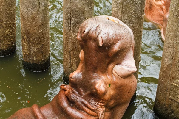 Hippopotamus in pool. — Stock Photo, Image