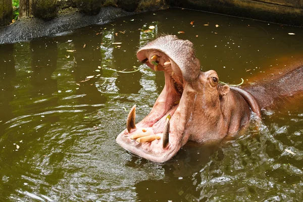 Flusspferd öffnet Maul — Stockfoto