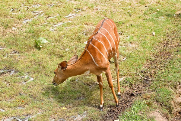 Derr in thailand — Stockfoto