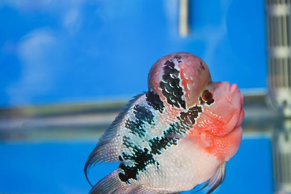 Kukkatorvi Cichlid kala akvaariossa — kuvapankkivalokuva