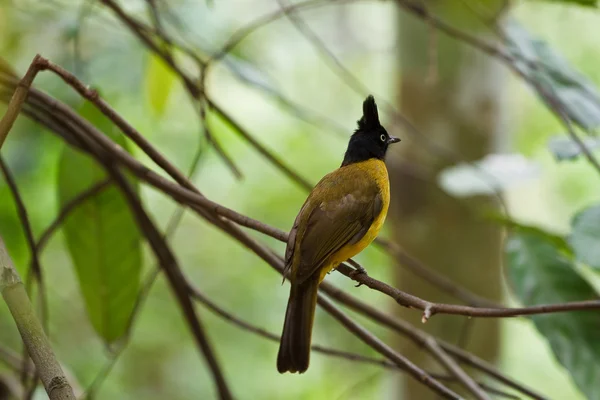 Bulbul head. — Stock Photo, Image