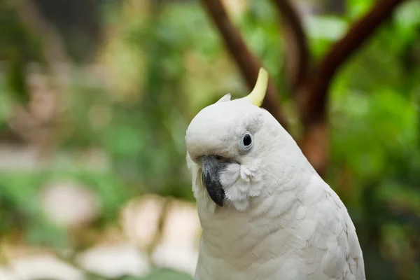 Белый попугай . — стоковое фото