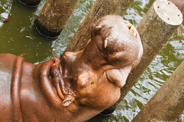 Hippopotamus i pool . – stockfoto