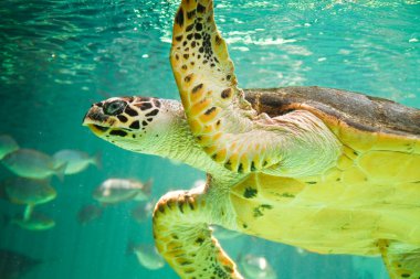 hawksbill deniz kaplumbağası