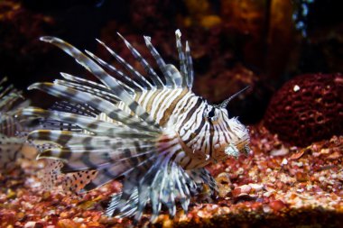 zehirli aslan balığı yakın çekim