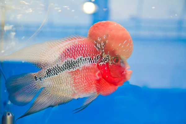 Blütenhornbuntbarsch im Aquarium — Stockfoto