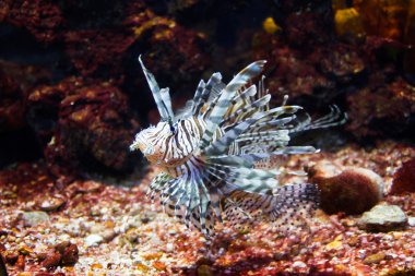 zehirli aslan balığı yakın çekim