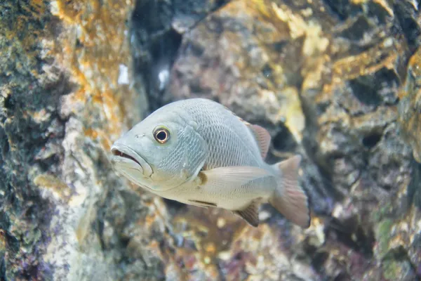 Foto av en tropisk fisk — Stockfoto